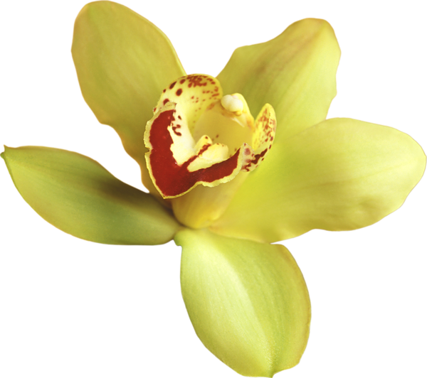 This png image - Transparent Yellow Orchid Clipart, is available for free download