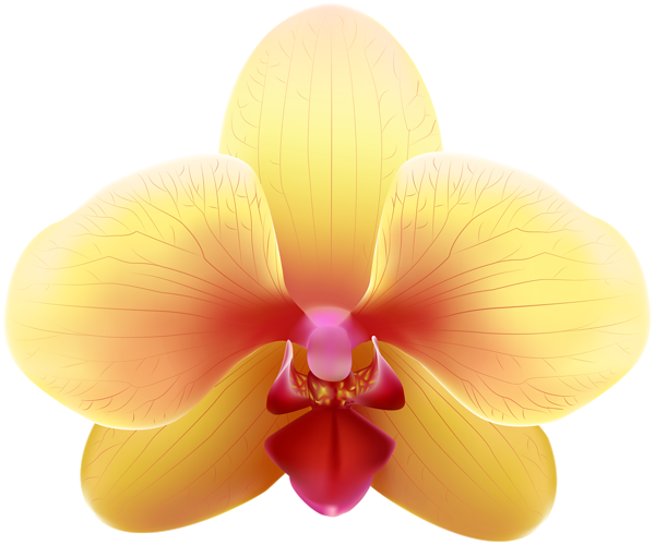 This png image - Transparent Yellow Orchid PNG Clip Art Image, is available for free download