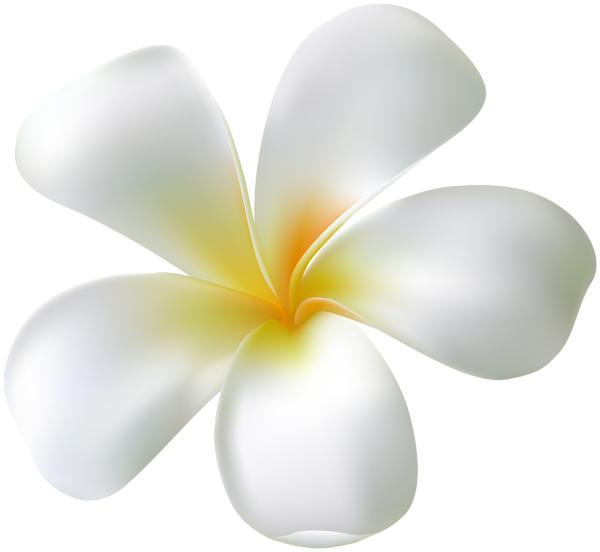 This png image - Tropic White Flower PNG Clipart, is available for free download