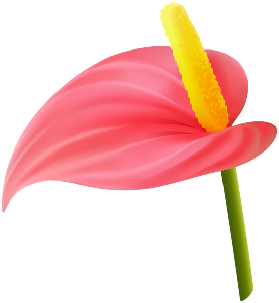 This png image - Tropical Flower Red PNG Clipart, is available for free download
