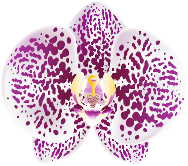 This png image - Tropical Orchid Transparent PNG Clip Art Image, is available for free download