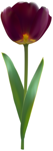 This png image - Tulip Dark PNG Transparent Clipart, is available for free download
