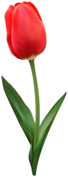 This png image - Tulip Flower Red Transparent Image, is available for free download