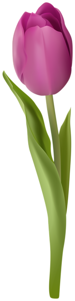 This png image - Tulip Flower Transparent Image, is available for free download
