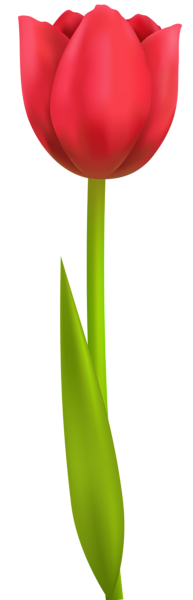 This png image - Tulip PNG Transparent Clip Art Image, is available for free download