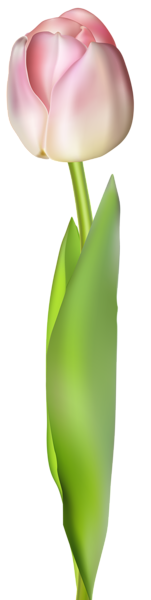 This png image - Tulip Transparent Clip Art Image, is available for free download