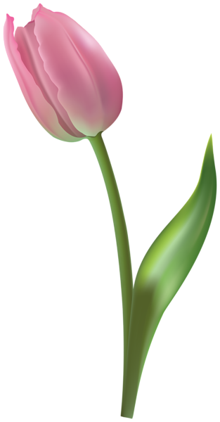 This png image - Tulip Transparent Image, is available for free download