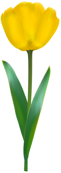 This png image - Tulip Yellow PNG Transparent Clipart, is available for free download