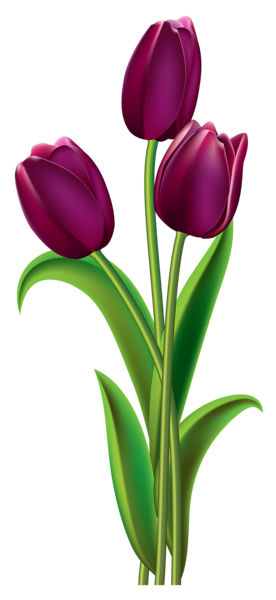 This png image - Tulips Transparent PNG Clipart Picture, is available for free download