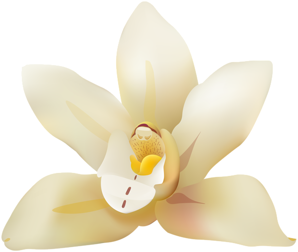 This png image - Vanila Flower PNG Clip Art Image, is available for free download