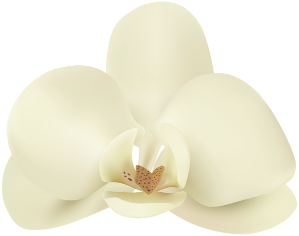 This png image - Vanilla Flower PNG Clip Art Image, is available for free download