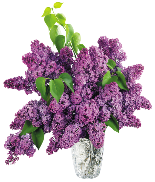 This png image - Vase with Purple Lilac PNG Clipart Picture, is available for free download