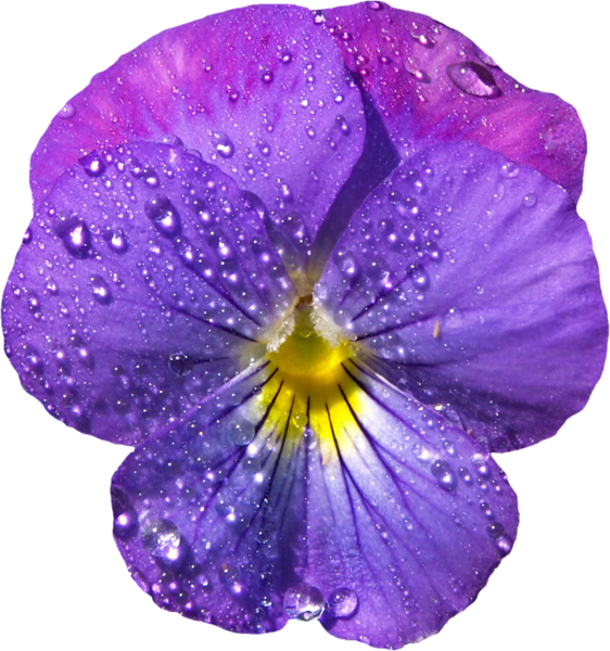 This png image - Violet Flower with Dew PNG Clipart, is available for free download