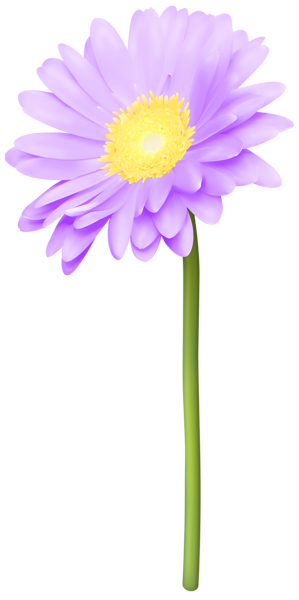 This png image - Violet Gerber Daisy PNG Transparent Clipart, is available for free download