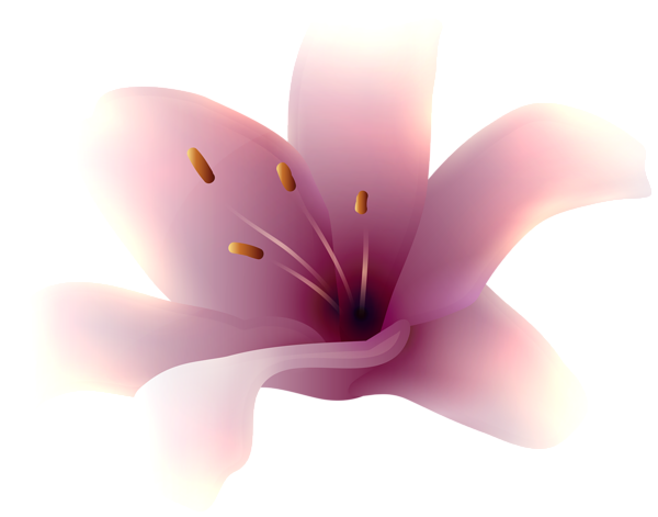This png image - Violet Lily Flower PNG Transparent Clipart, is available for free download