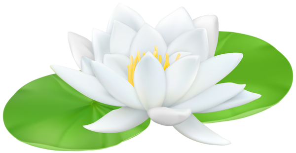 This png image - Water Lily Transparent PNG Clip Art Image, is available for free download