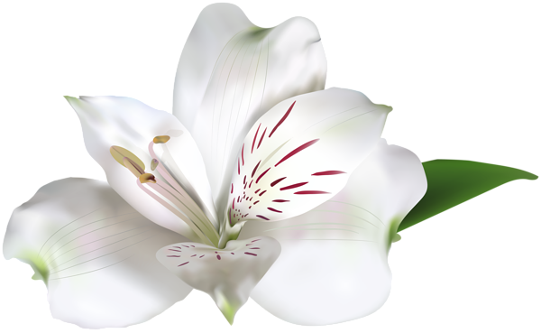 This png image - White Alstroemeria PNG Clip Art Image, is available for free download