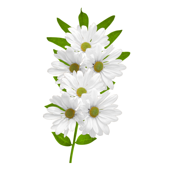 This png image - White Daisies Clipart, is available for free download