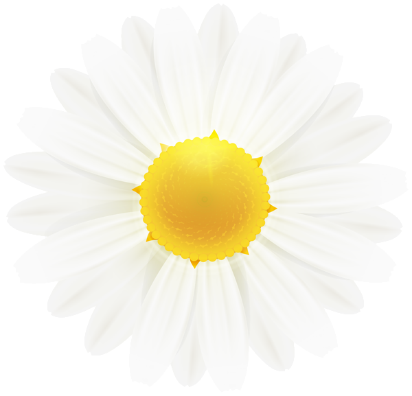 This png image - White Daisy Flower Clipart Image, is available for free download