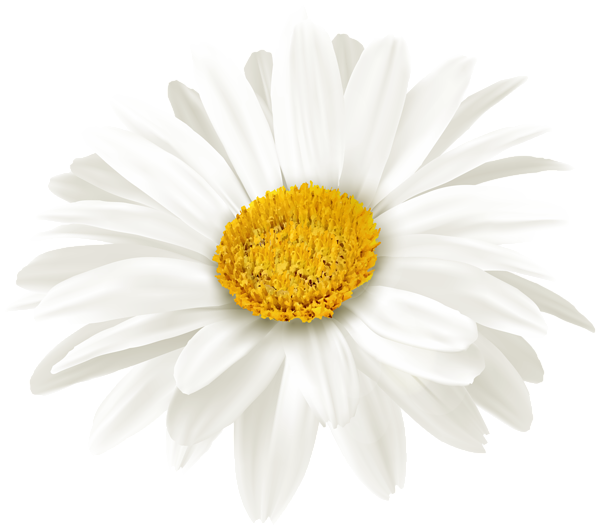 White Daisy Flower PNG Clipart | Gallery Yopriceville - High-Quality ...