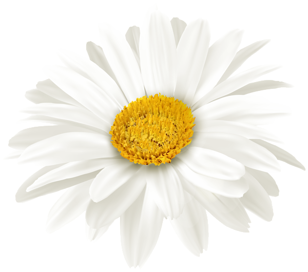 This png image - White Daisy Flower PNG Clipart, is available for free download