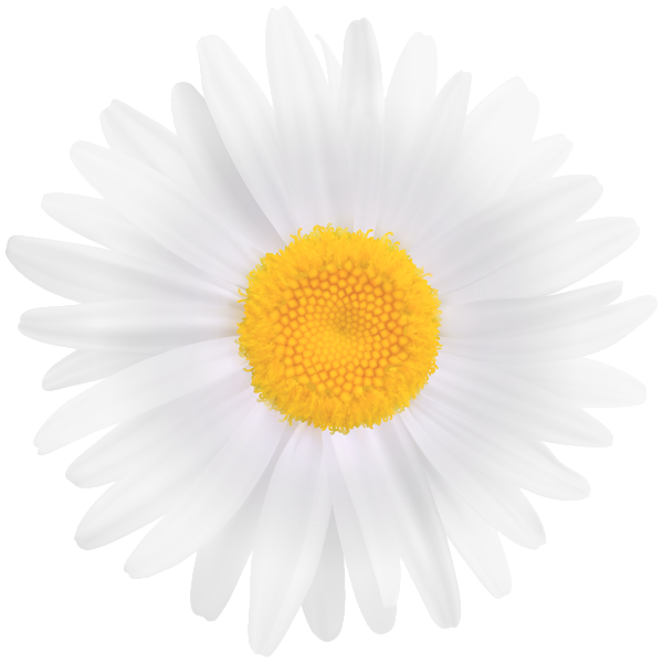 This png image - White Daisy Flower PNG Clipart Image, is available for free download