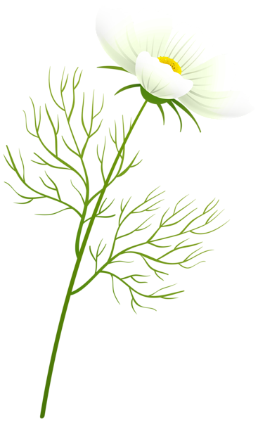This png image - White Daisy Flower PNG Transparent Clipart, is available for free download
