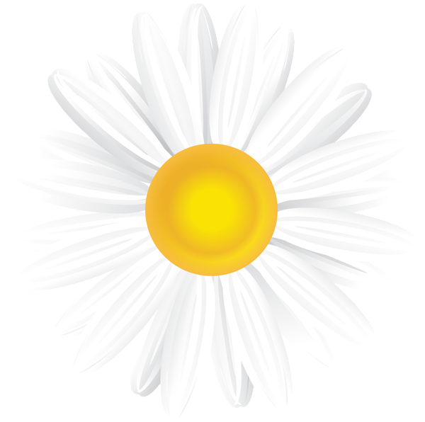 White Daisy PNG Clip Art Image | Gallery Yopriceville - High-Quality