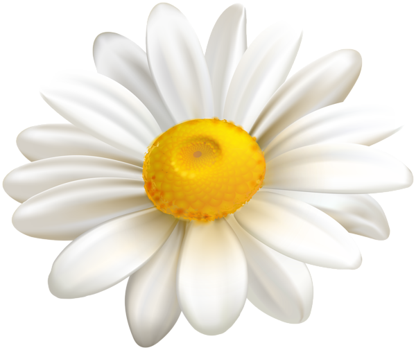 This png image - White Daisy PNG Clipart, is available for free download