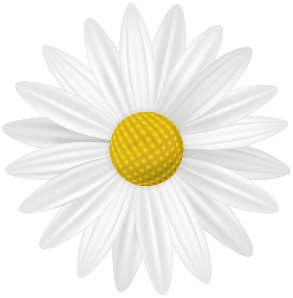 This png image - White Daisy PNG Transparent Clipart, is available for free download