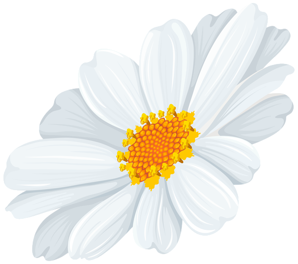 This png image - White Daisy Transparent Clip Art Image, is available for free download
