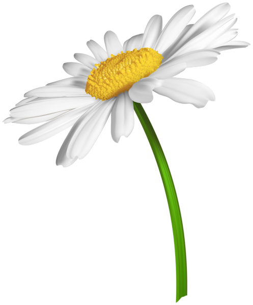 This png image - White Daisy Transparent Image, is available for free download