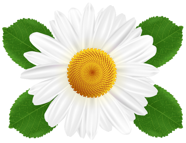 This png image - White Daisy Transparent PNG Clip Art, is available for free download
