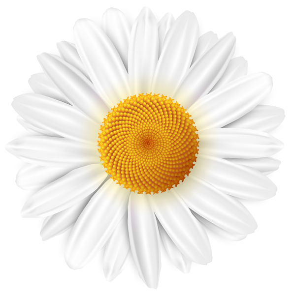 This png image - White Daisy Transparent PNG Clip Art Image, is available for free download