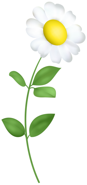 This png image - White Daisy with Stem PNG Transparent Clipart, is available for free download