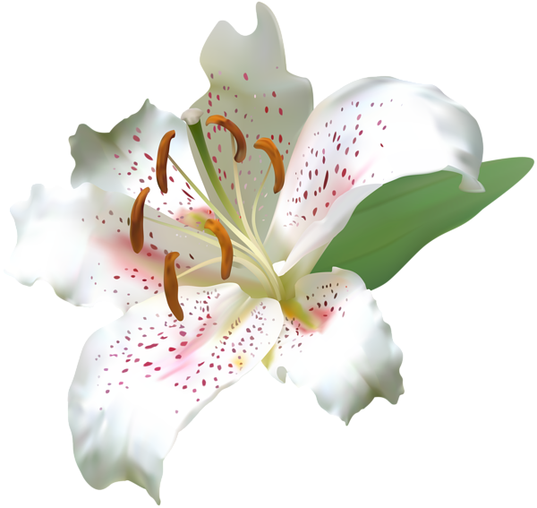 This png image - White Deco Lily Flower PNG Clip Art Image, is available for free download