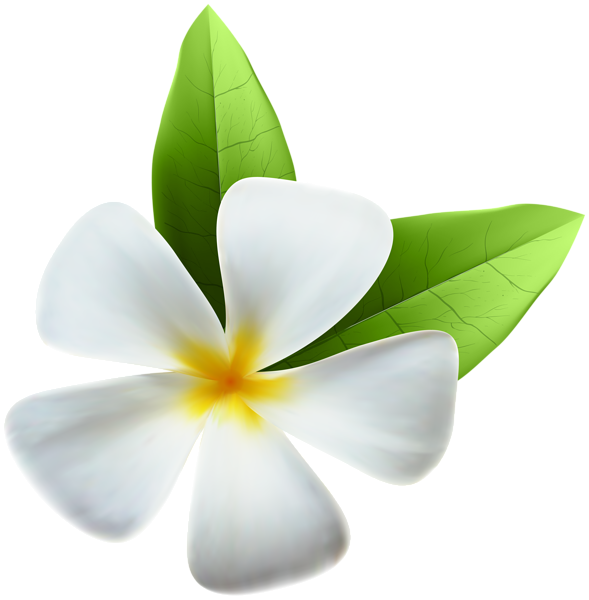 This png image - White Exotic Flower PNG Clip Art Image, is available for free download