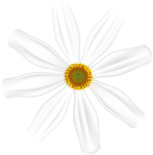 White Flower Clip Art Image | Gallery Yopriceville - High-Quality