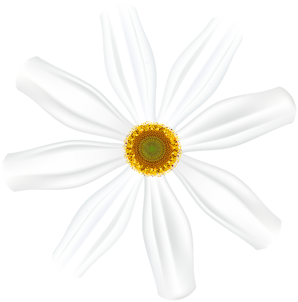 This png image - White Flower Clip Art Image, is available for free download