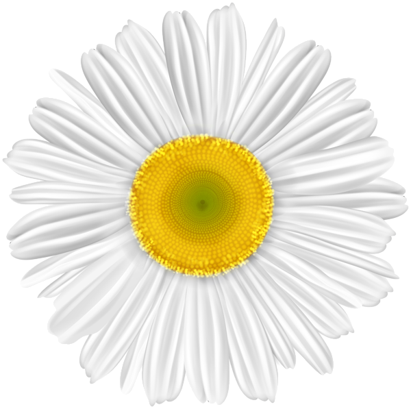 This png image - White Flower Daisy PNG Clipart, is available for free download