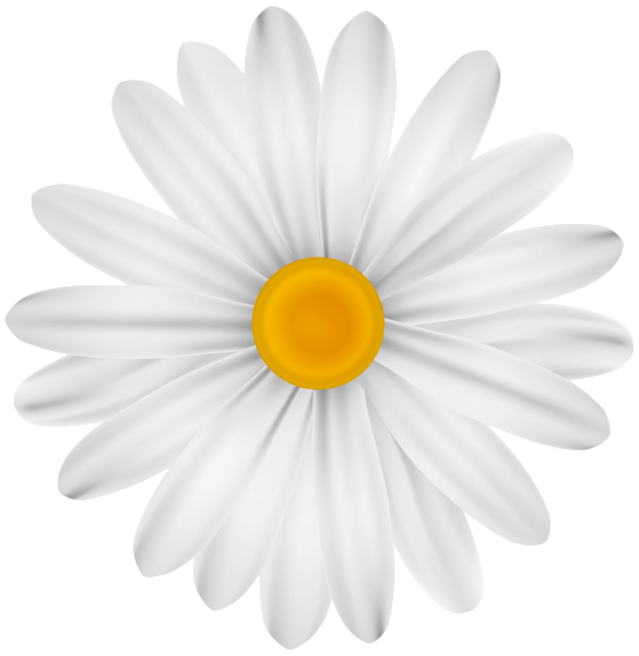 This png image - White Flower Daisy PNG Transparent Clipart, is available for free download