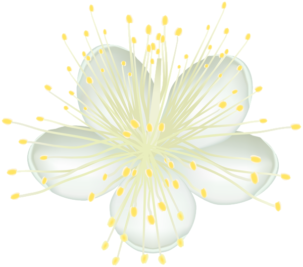 This png image - White Flower PNG Clip Art, is available for free download