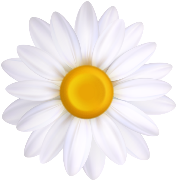 This png image - White Flower PNG Clipart, is available for free download