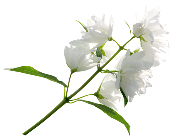 This png image - White Flower PNG Clipart Image, is available for free download