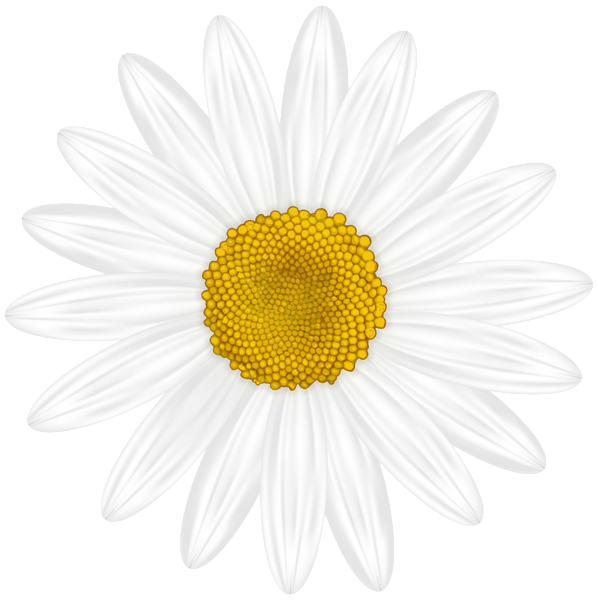 This png image - White Flower PNG Transparent Clipart, is available for free download