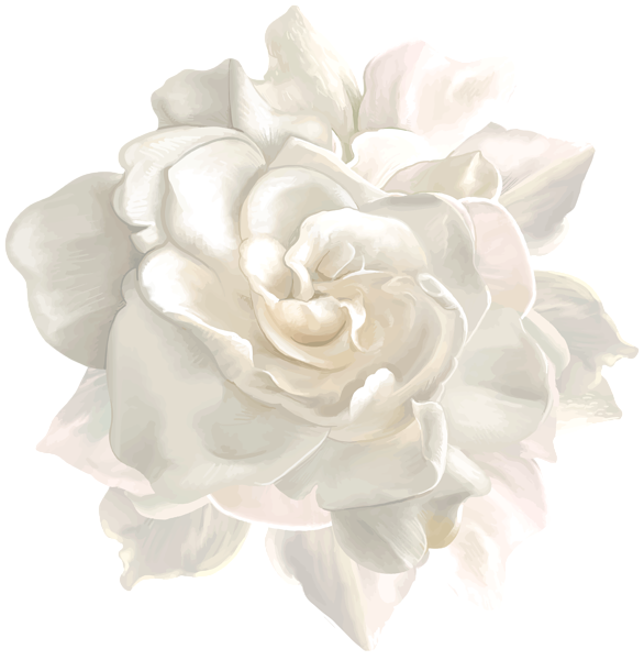 This png image - White Flower PNG Transparent Image, is available for free download