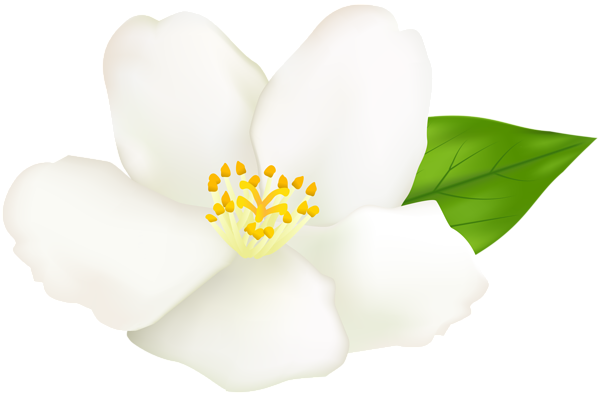 This png image - White Flower Transparent Clip Art, is available for free download
