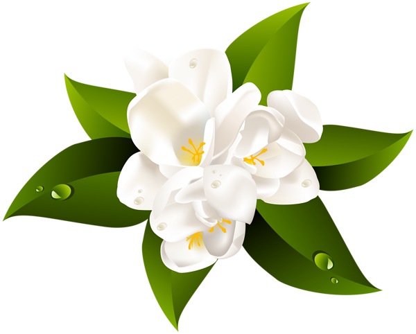 This png image - White Flower Transparent Clip Art Image, is available for free download