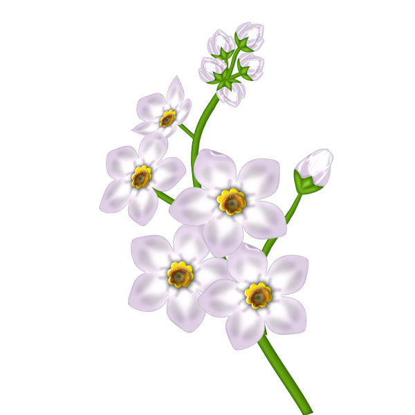 This png image - White Flower Transparent Clipart, is available for free download