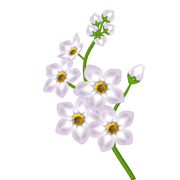 White Flower Transparent Clipart | Gallery Yopriceville - High-Quality